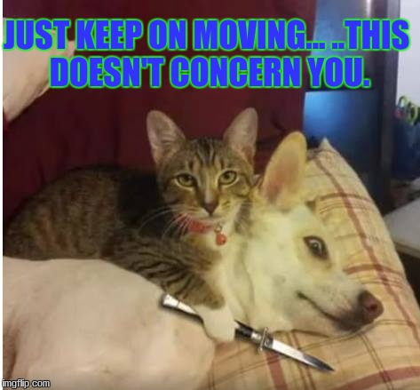 JUST KEEP ON MOVING...
..THIS DOESN'T CONCERN YOU. | image tagged in angry pets | made w/ Imgflip meme maker