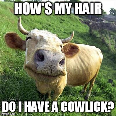 Cow | HOW'S MY HAIR; DO I HAVE A COWLICK? | image tagged in cow,memes | made w/ Imgflip meme maker