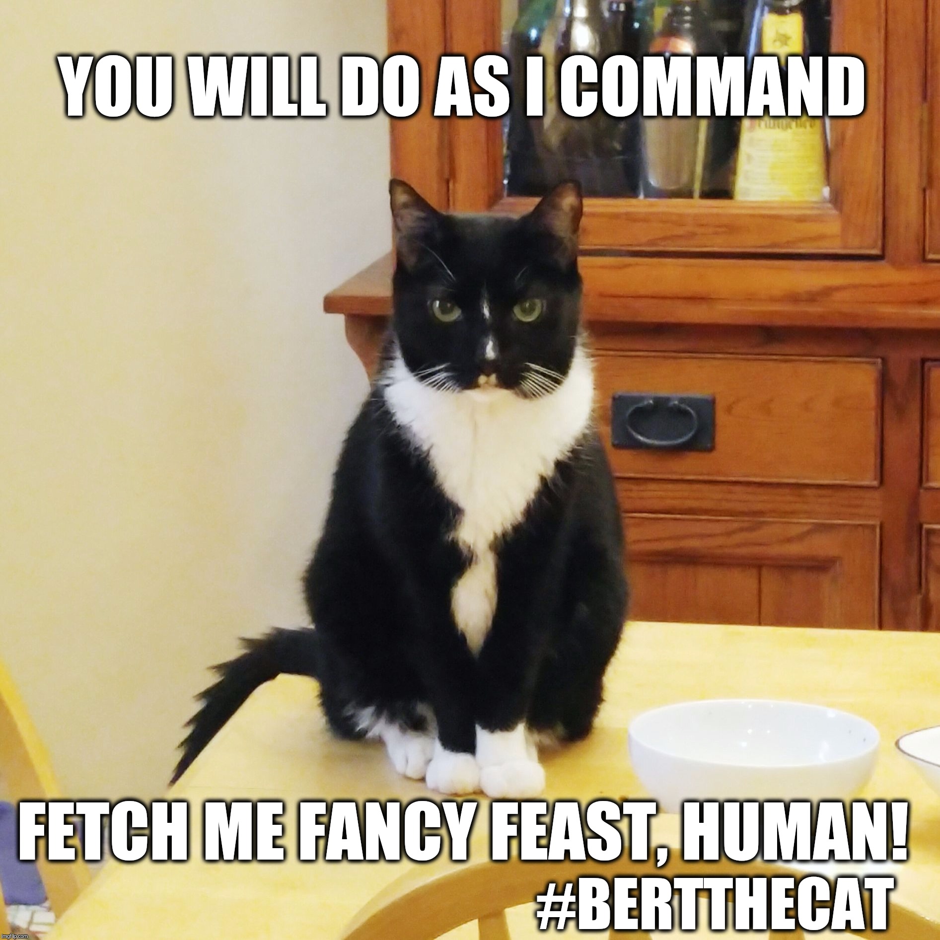 You will do as I command  |  YOU WILL DO AS I COMMAND; FETCH ME FANCY FEAST, HUMAN! #BERTTHECAT | image tagged in bert the cat,mind control,funny,cat memes,feed me,fancy feast | made w/ Imgflip meme maker