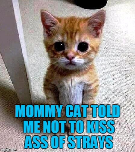 MOMMY CAT TOLD ME NOT TO KISS ASS OF STRAYS | image tagged in kitty | made w/ Imgflip meme maker