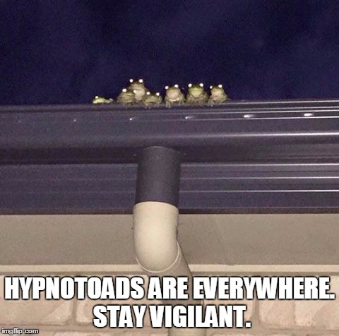 Nothing To See here | HYPNOTOADS ARE EVERYWHERE. STAY VIGILANT. | image tagged in nothing to see here | made w/ Imgflip meme maker