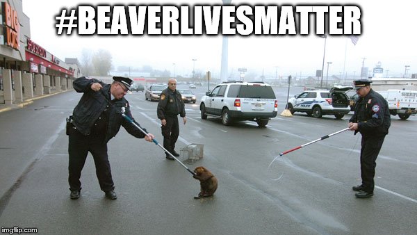 beaver lives matter | #BEAVERLIVESMATTER | image tagged in funny | made w/ Imgflip meme maker