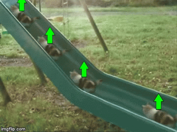 lolcat upvote | image tagged in gifs | made w/ Imgflip video-to-gif maker