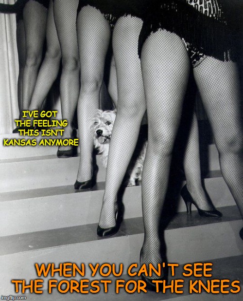 Toto ControlPage 9 Party | I’VE GOT THE FEELING THIS ISN’T KANSAS ANYMORE; WHEN YOU CAN'T SEE THE FOREST FOR THE KNEES | image tagged in toto,funny,page 9 | made w/ Imgflip meme maker
