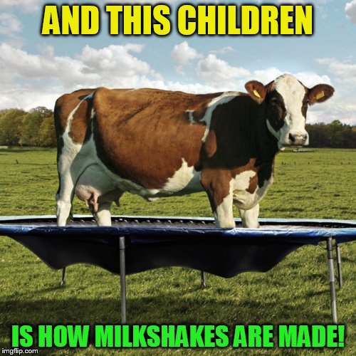 For those who have always wondered |  AND THIS CHILDREN; IS HOW MILKSHAKES ARE MADE! | image tagged in funny meme,milkshakes,cows,trampolines,laughs,how its made | made w/ Imgflip meme maker