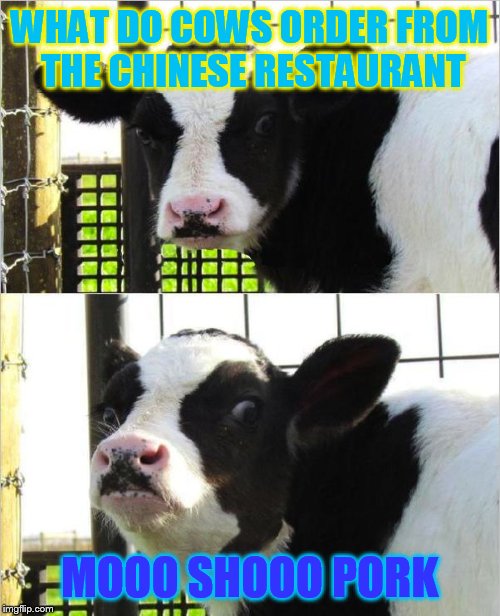 cows | WHAT DO COWS ORDER FROM THE CHINESE RESTAURANT; MOOO SHOOO PORK | image tagged in cows | made w/ Imgflip meme maker