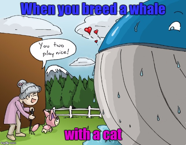 When you breed a whale with a cat | made w/ Imgflip meme maker