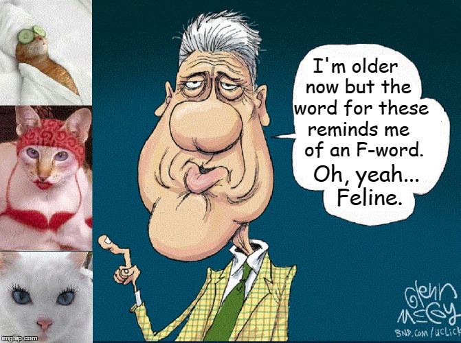 My Memory Ain't What it Used to Be | I'm older now but the  word for these reminds me   of an F-word. Oh, yeah... Feline. | image tagged in bill clinton,funny cat memes,vince vance,sexy cats,pussy cats,bad memory | made w/ Imgflip meme maker