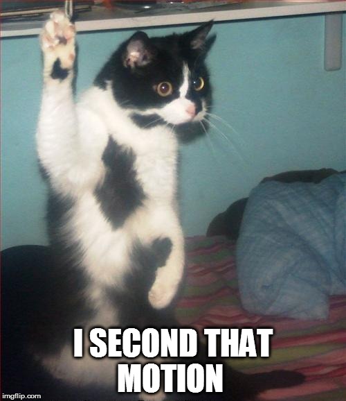 question cat | I SECOND THAT MOTION | image tagged in question cat | made w/ Imgflip meme maker