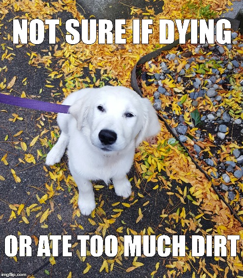 Not sure if dying...or ate too much dirt | image tagged in cute puppies,funny meme,not sure if | made w/ Imgflip meme maker