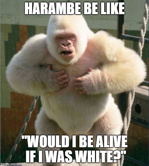 white gorilla | HARAMBE BE LIKE; "WOULD I BE ALIVE IF I WAS WHITE?" | image tagged in white gorilla | made w/ Imgflip meme maker