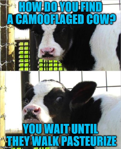 cows | HOW DO YOU FIND A CAMOOFLAGED COW? YOU WAIT UNTIL THEY WALK PASTEURIZE | image tagged in cows | made w/ Imgflip meme maker