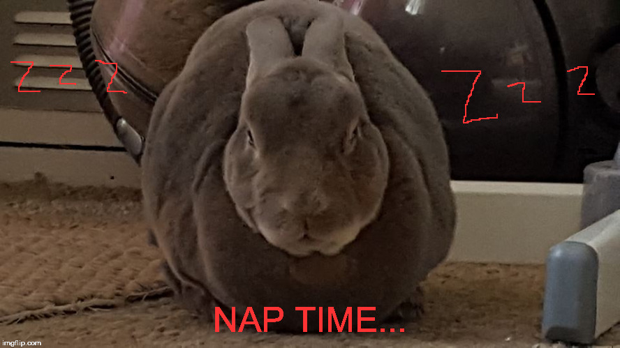 ZZzz | NAP TIME... | image tagged in meme | made w/ Imgflip meme maker