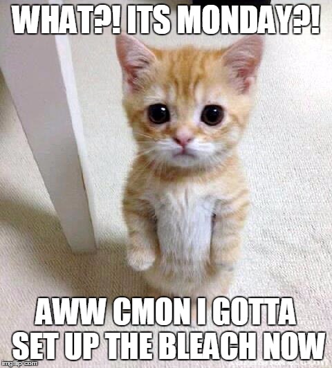 Cute Cat | WHAT?! ITS MONDAY?! AWW CMON I GOTTA SET UP THE BLEACH NOW | image tagged in memes,cute cat | made w/ Imgflip meme maker