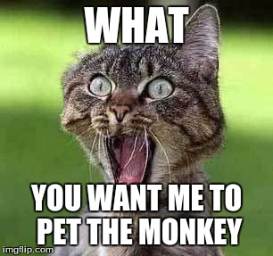 WHAT YOU WANT ME TO PET THE MONKEY | made w/ Imgflip meme maker