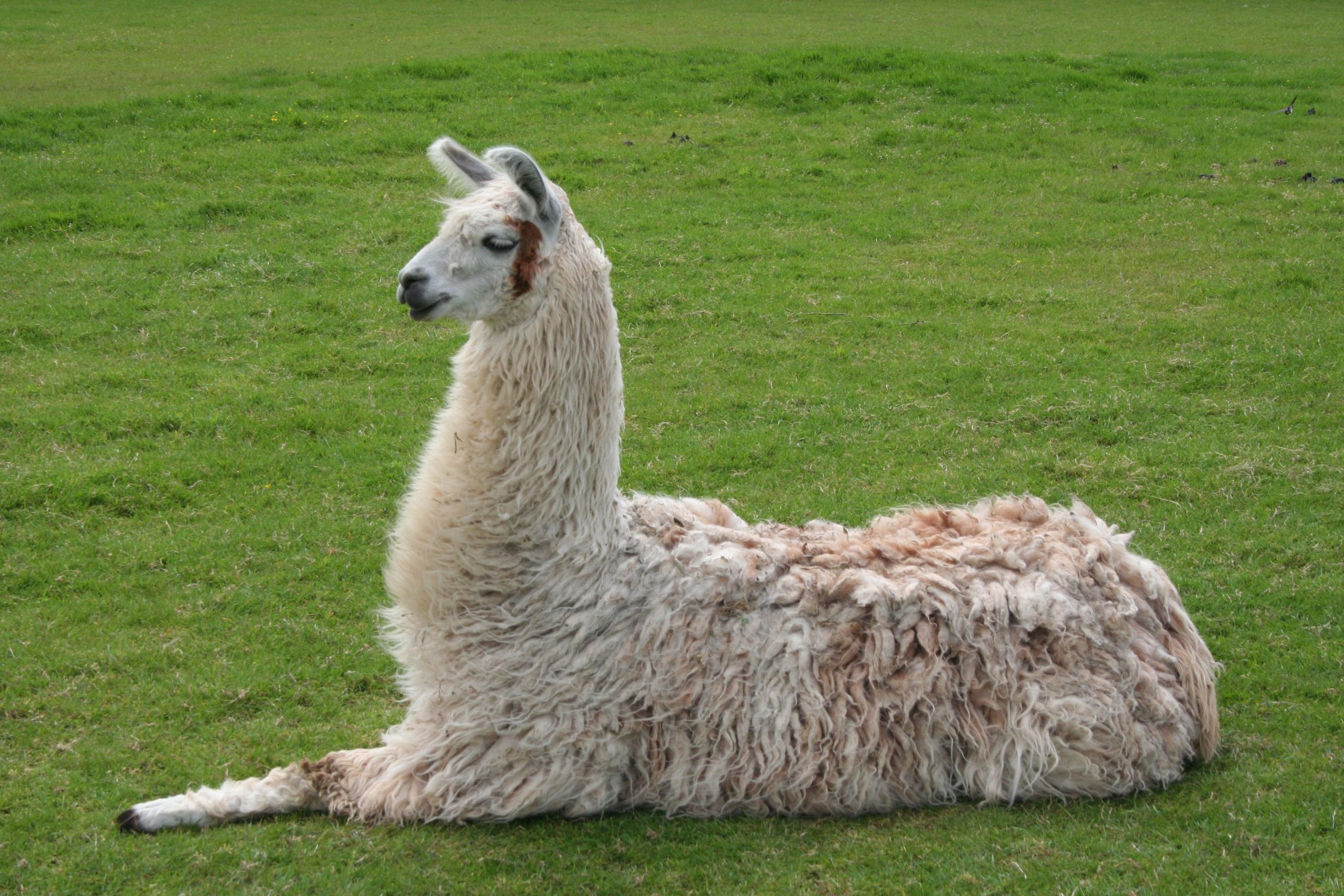 Llama Blank Meme Template