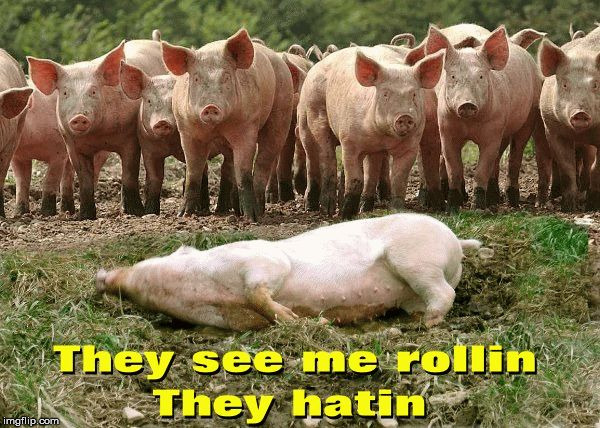 image tagged in pig,pigs,rolling,haters,haters gonna hate,they see me rolling | made w/ Imgflip meme maker