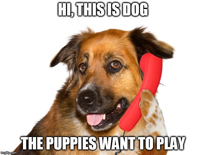 Dog On The Phone | HI, THIS IS DOG THE PUPPIES WANT TO PLAY | image tagged in dog on the phone | made w/ Imgflip meme maker
