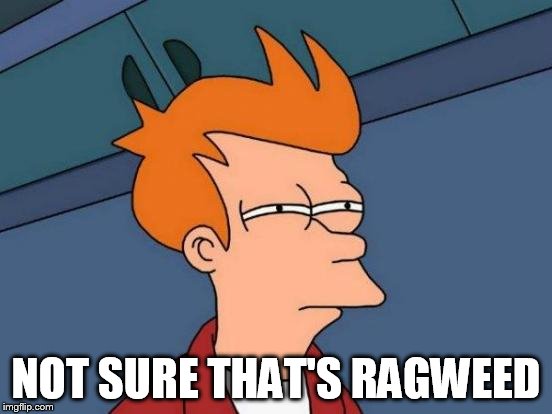 Futurama Fry Meme | NOT SURE THAT'S RAGWEED | image tagged in memes,futurama fry | made w/ Imgflip meme maker