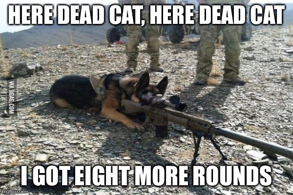 HERE DEAD CAT, HERE DEAD CAT I GOT EIGHT MORE ROUNDS | made w/ Imgflip meme maker