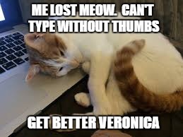 sick cat | ME LOST MEOW.  CAN'T TYPE WITHOUT THUMBS; GET BETTER VERONICA | image tagged in cat,sick,veronica | made w/ Imgflip meme maker
