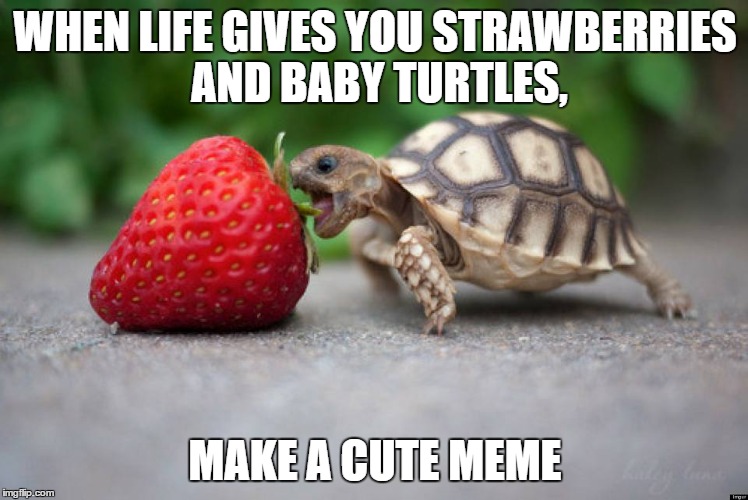 i dont know where i found this picture. but its cute | WHEN LIFE GIVES YOU STRAWBERRIES AND BABY TURTLES, MAKE A CUTE MEME | image tagged in cute,memes,other | made w/ Imgflip meme maker