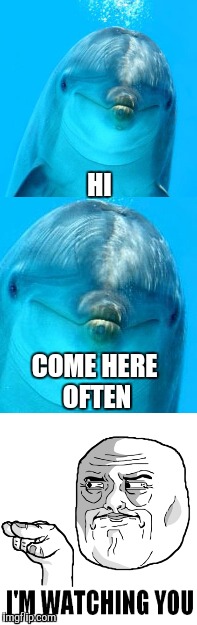 Watch out for Dolphin rape | HI; COME HERE OFTEN | image tagged in dolphins | made w/ Imgflip meme maker