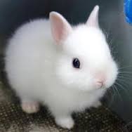 cute fluffy bunny Blank Meme Template