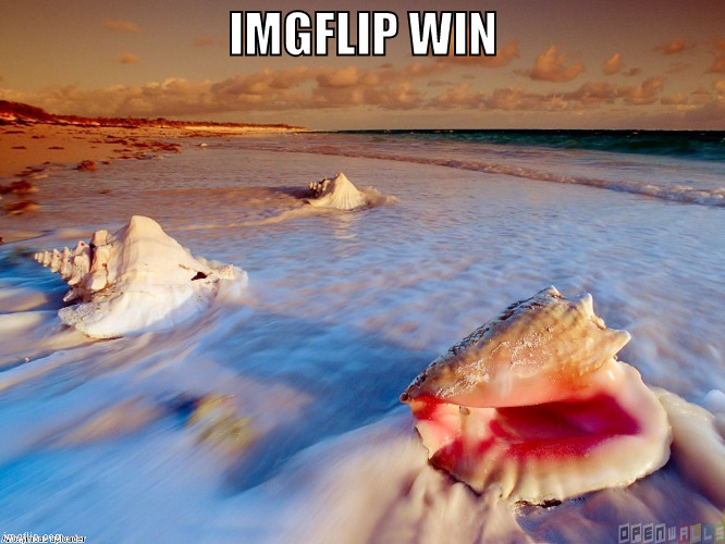 finally found a pleasant image in search | IMGFLIP WIN | image tagged in ocean shells let go memes | made w/ Imgflip meme maker