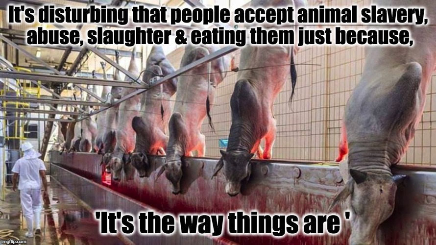 Veganism | It's disturbing that people accept animal slavery, abuse, slaughter & eating them just because, 'It's the way things are ' | image tagged in animals | made w/ Imgflip meme maker