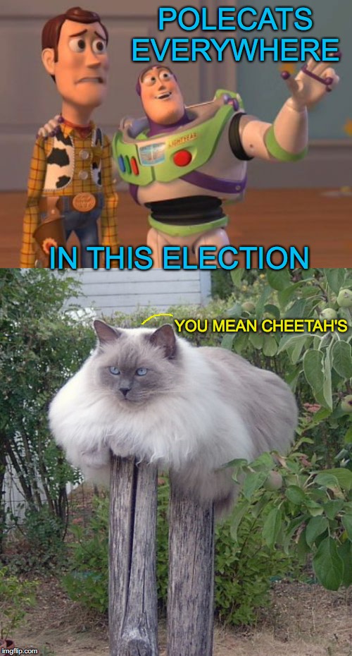 Honest Results | POLECATS EVERYWHERE; IN THIS ELECTION; YOU MEAN CHEETAH'S | image tagged in cat,pole | made w/ Imgflip meme maker