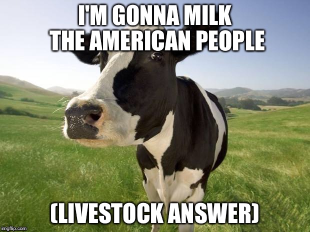 Cow meme