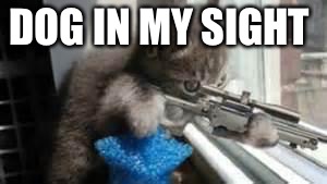 kitten sniper | DOG IN MY SIGHT | image tagged in kitten sniper | made w/ Imgflip meme maker