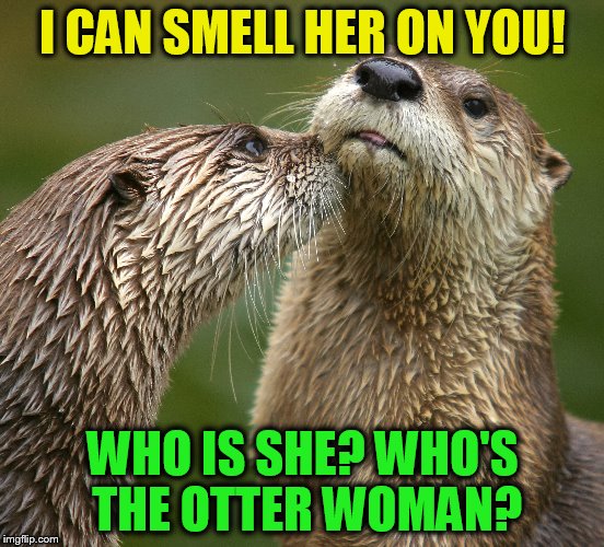 At that moment he knew he should have went for a dip before going home! | I CAN SMELL HER ON YOU! WHO IS SHE? WHO'S THE OTTER WOMAN? | image tagged in otters,funy meme,laughs,other woman,jokes,funny memes | made w/ Imgflip meme maker