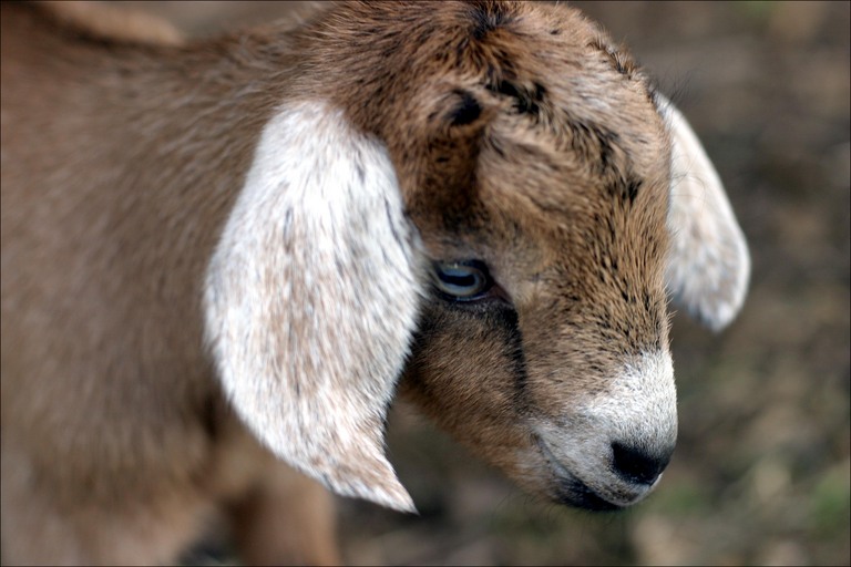 Sad Goat Blank Template - Imgflip