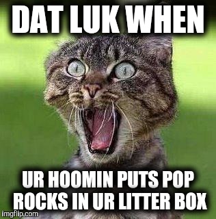 Miss Pearl is not happy. | DAT LUK WHEN; UR HOOMIN PUTS POP ROCKS IN UR LITTER BOX | image tagged in shocked cat | made w/ Imgflip meme maker