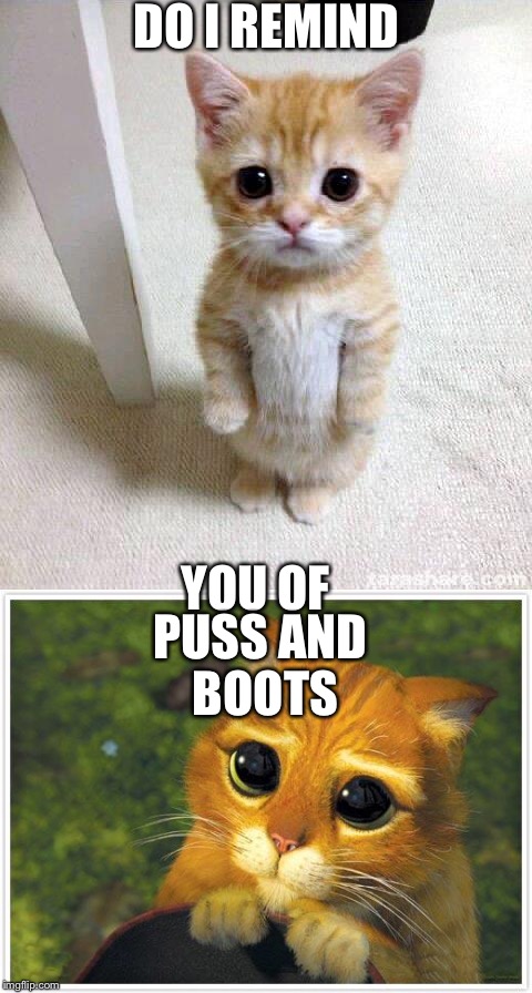 Do I remind you of | DO I REMIND; YOU OF; PUSS AND BOOTS | image tagged in cats | made w/ Imgflip meme maker