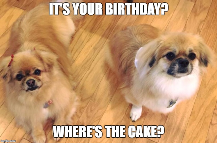 IT'S YOUR BIRTHDAY? WHERE'S THE CAKE? | image tagged in cake | made w/ Imgflip meme maker