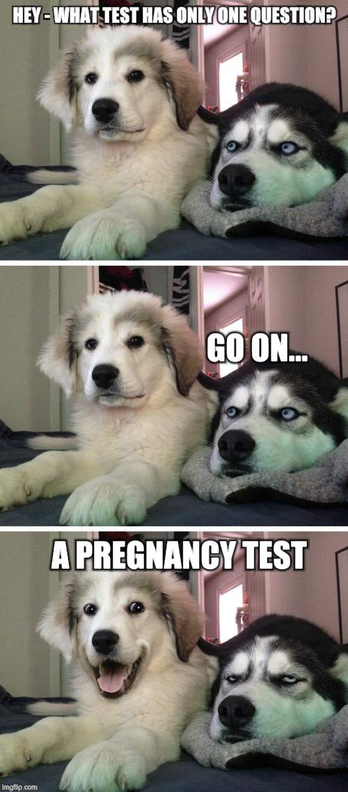 Dog bad joke | HEY - WHAT TEST HAS ONLY ONE QUESTION? GO ON... A PREGNANCY TEST | image tagged in dog bad joke | made w/ Imgflip meme maker