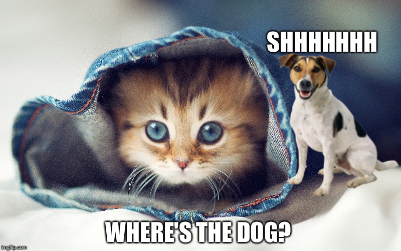 SHHHHHHH; WHERE'S THE DOG? | image tagged in cats | made w/ Imgflip meme maker