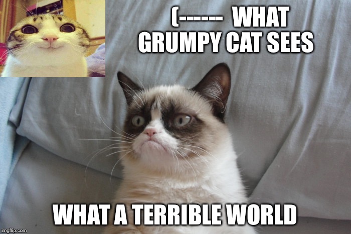 grumpy cat 700px | (------  WHAT GRUMPY CAT SEES; WHAT A TERRIBLE WORLD | image tagged in grumpy cat 700px | made w/ Imgflip meme maker