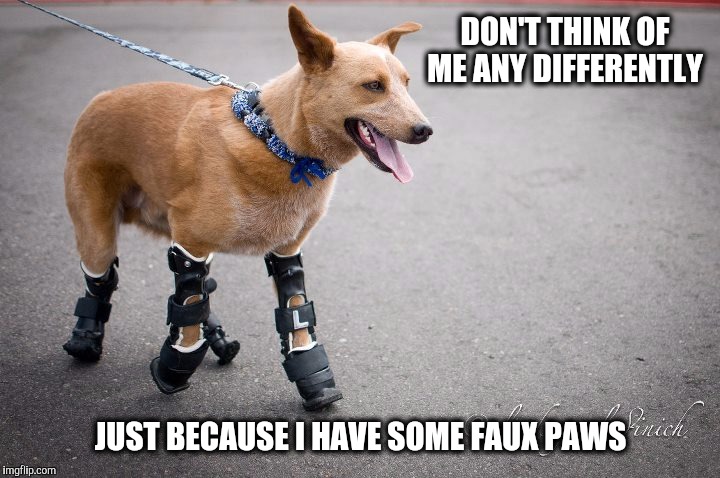 What's his handicap.? | DON'T THINK OF ME ANY DIFFERENTLY; JUST BECAUSE I HAVE SOME FAUX PAWS | image tagged in dog,dogs,handicap | made w/ Imgflip meme maker