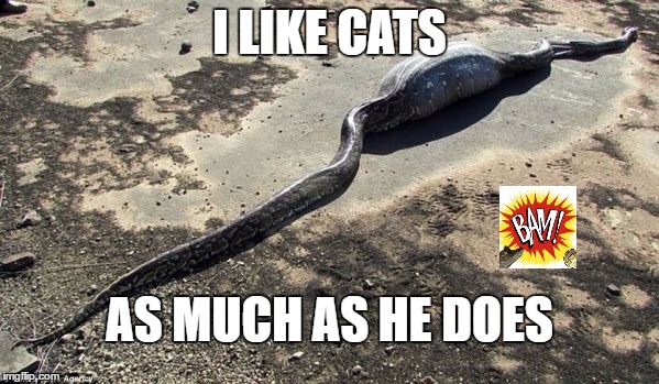 I LIKE CATS; AS MUCH AS HE DOES | image tagged in i love cats | made w/ Imgflip meme maker