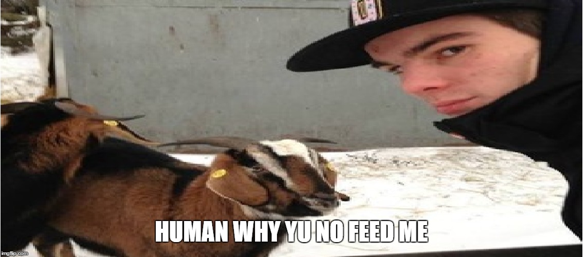 HUMAN WHY YU NO FEED ME | made w/ Imgflip meme maker