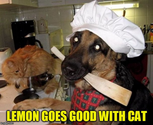 LEMON GOES GOOD WITH CAT | made w/ Imgflip meme maker