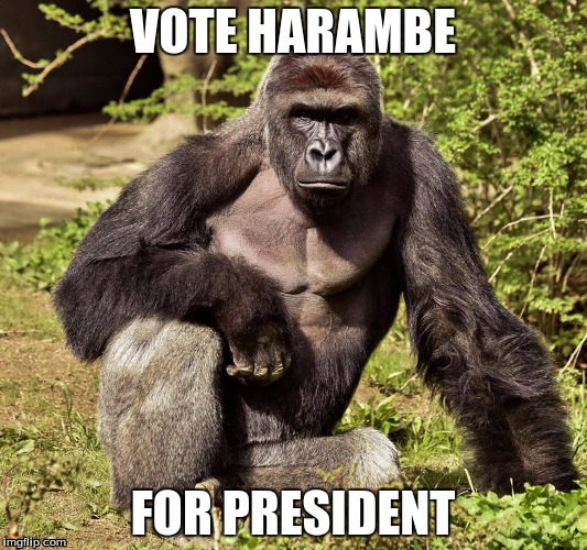 VOTE HARAMBE; FOR PRESIDENT | image tagged in harambe | made w/ Imgflip meme maker