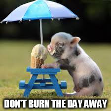 DMB PIG | DON’T BURN THE DAY AWAY | image tagged in dmb,pig,don't burn the day away,dave matthews band | made w/ Imgflip meme maker