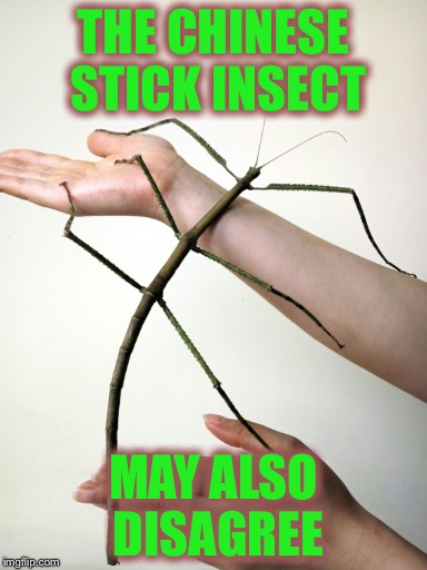 THE CHINESE STICK INSECT MAY ALSO DISAGREE | made w/ Imgflip meme maker