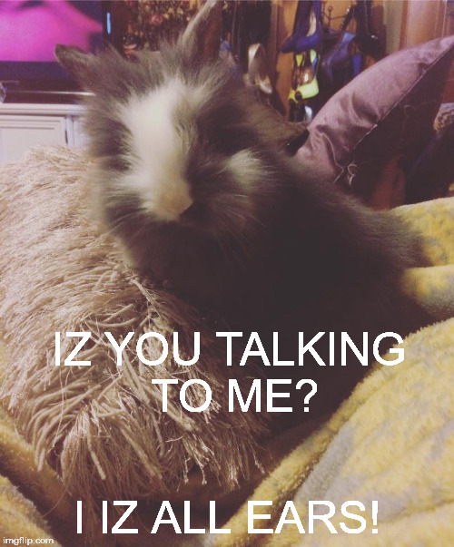 Ears | IZ YOU TALKING TO ME? I IZ ALL EARS! | image tagged in meme | made w/ Imgflip meme maker