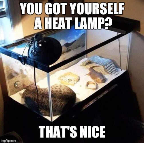 This picture makes me feel like I owe my boyfriend a hug for some reason. | YOU GOT YOURSELF A HEAT LAMP? THAT'S NICE | image tagged in memes,cats,lizard,boyfriend | made w/ Imgflip meme maker